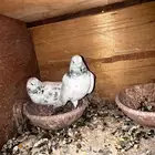 حمام باكستاني للبيع أساسات مطيار