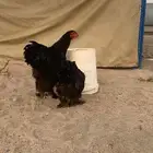 براهما اسود مستوى عالي وفاخر