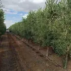 البيع شجار زيتون