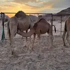 3 نياق خلفات وسم واحد تم البيع