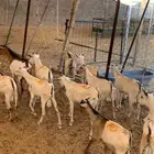 تيوس صومالية جذعان في معشوقة بأقل سعر للمرابي