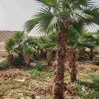 نخيل عربي مثمر ووشنطني زينه للبيع جميع المقاسات متوفرة لدينا