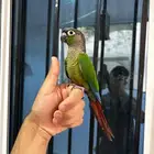 كنيور قرين شيك اليف وهدد داخلي نشبه