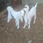 2 تيوس دواغير مهجنات عمرهم 15 يوم نظاف تحت امهم ياكلوا ويرضع