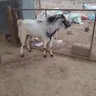 تيس فحل مشروط السن سديس