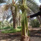 نخيل_مثمر_بجميع_انواعه_ومقاسته_المختلفه