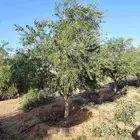 اشجار زيتون للبيع