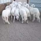 20 خروف و6 معزا شكلها قليل دفع