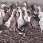 بيط
