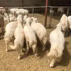 طليان شحم