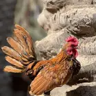 ديك سبرايت نحاسي