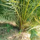 يوجد لدينا زراعه ونقل أشجار النخيل والفروخ جميع المناطق