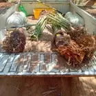 فراخه طيبه جميع انواع النخيل