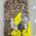 فروخ روز تم البيع