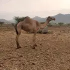 بكره رباع شايله من شهرين