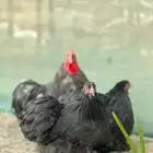 كوشن اسود صك مستوى فاخر