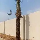 اخي العربي جميع المقاسات وصل مزروع