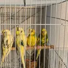 عصافير الحب