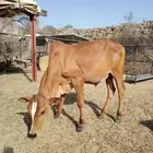 حسيل لباني