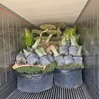 يوجد لدينا اشجار الزيتون وترمنليا وشجار ضل كبيره