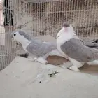 جوز شيرازي