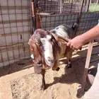 ثلاث معزا بلدي للبيع