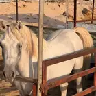 حصان شعبي