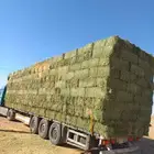 جميع انواع الا علاف