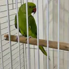 pets