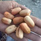 يوجدنخل بياض وفسايل للبيع