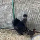 دجاجه سلكي   قطني مع فروخها