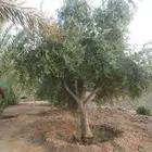 زيتون مثمر نيبالي مثمر مفطن وارض نييالي محسن