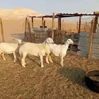 جذعه وثنيه حريات طيبه