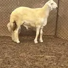 مشروع فحل حري