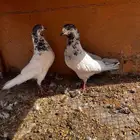 مجموعه حمام للبيع