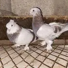 جوز تركي حلبي للبيع قلابي