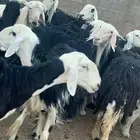 البيع غنم نجد صنف