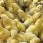 صوص لاحم جدود روص 308