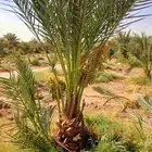 نخل مثمر فاخر نخل واشنطني زينه صقعي مجدول نبوت سلطان خلاص