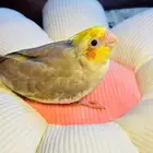 السلام عليكم ورحمة الله وبركاته بسم الله الرحمن الرحيم توك