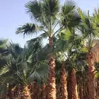 نخل واشنطني زينه