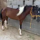 بونيه معها بنت