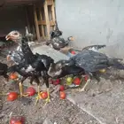 للبيع صيصان برازيل