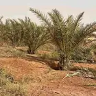 يوجد لدينا جميع انواع النخيل المثمرة وزينه