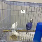 طيور بادجي