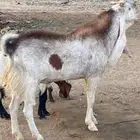 فحل ھولندي جبر