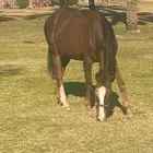 مهرة شعبي بالرياض