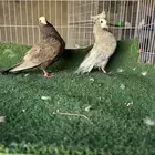 حمام هزاز