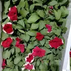 مشتل بيع الزهور والشتلات الزراعيه بجميع انواعها مع الصيانه ا