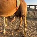 ناقه حمراء مصغر